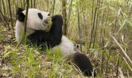 熊猫吃竹子视频,竹海中的美食探险记